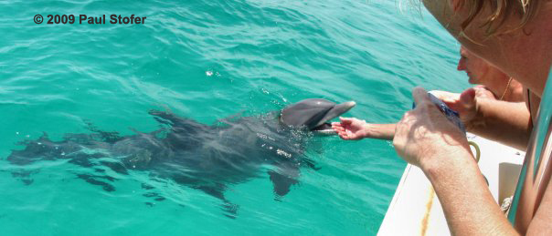 Dolphins in Destin, Florida